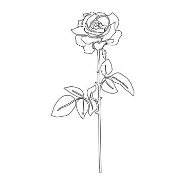 Rose continuous line drawing. Black and white Floral Bouquets. Flower Colorin イラスト素材