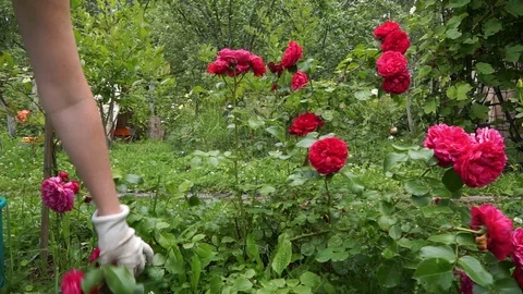 Rose cut Stock Footage 112227816