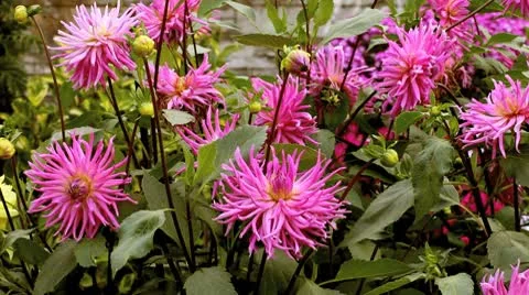 Rose dahlia Stock Footage 10608432