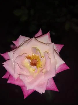 ROSE IN DARK Stock Photos