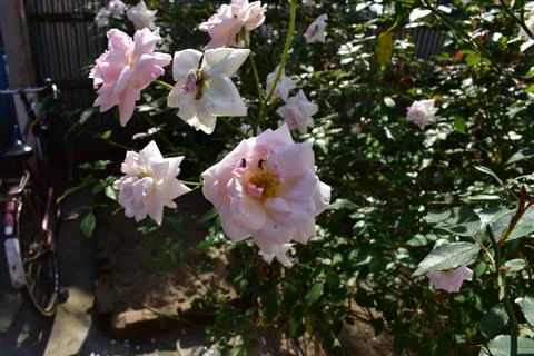 Rose with dew drops and insect on it . Foto stock