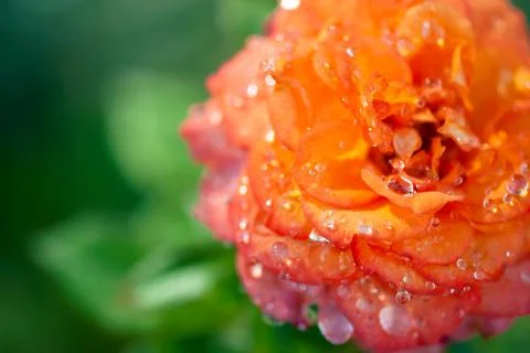 Rose with Dew Drops Foto stock