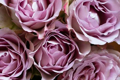 Rose with dew drops Stock Photos