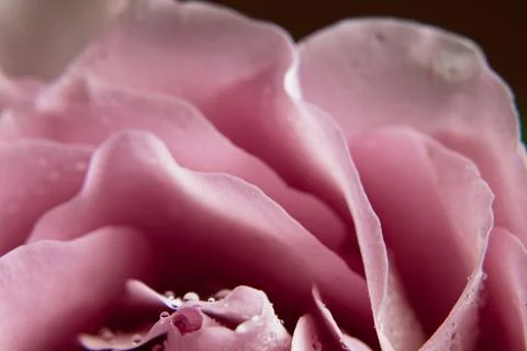 Rose with dew drops Stock Photos