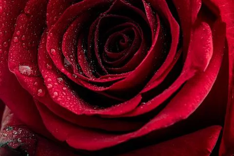 Rose with dew drops Stock Photos