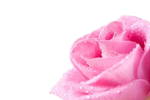 Rose in dew Stock Photos