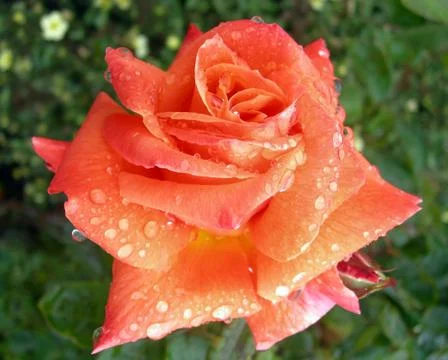 Rose with dew Stock Photos