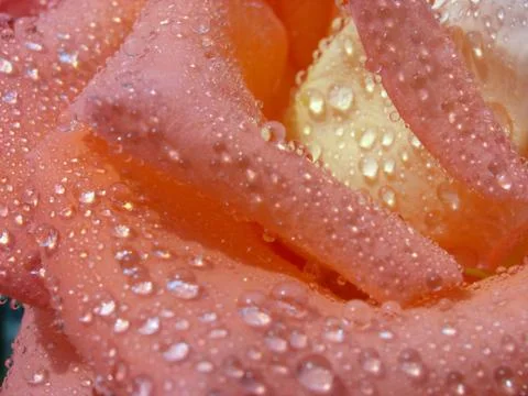 Rose dew Stock Photos