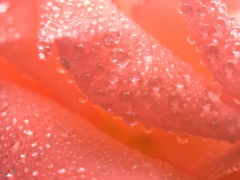 Rose dew Stock Photos