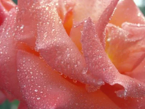 Rose dew Stock Photos