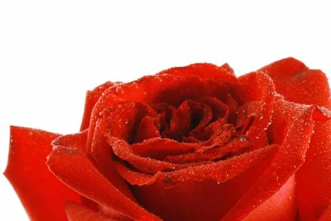 Rose with dew Foto stock