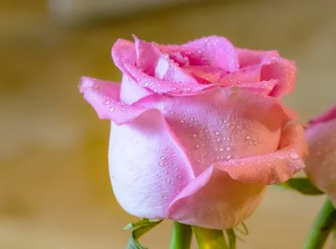 Rose with dew Stock Photos