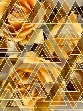 Rose Dimensions Stock Photos