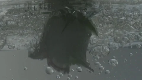 Rose is Dipped into Water Stock Footage 75916495