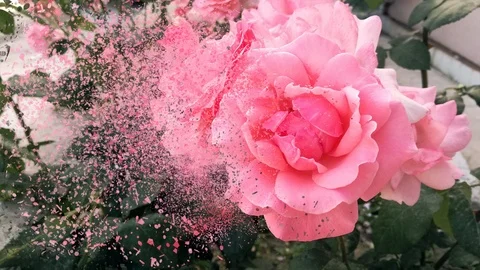 Rose dispersion effect Stock Footage 108441467