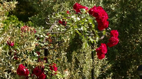 Rose door Stock Footage 50146473