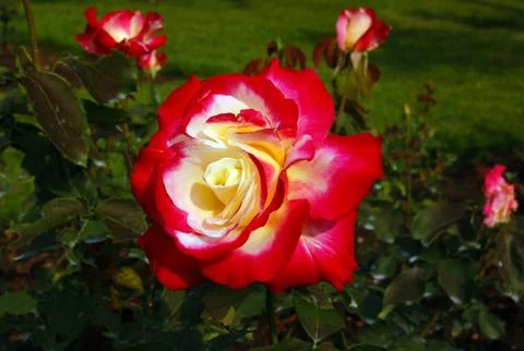 Rose double delight Stock Photos