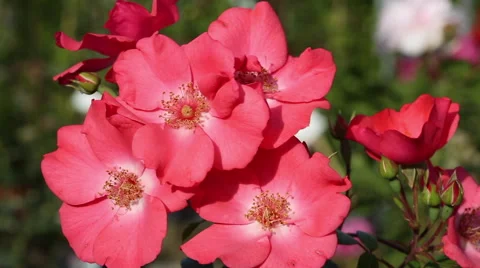 Rose Doucer Normande Stock Footage 63466095