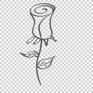 A rose drawn with a black marker 스톡 일러스트