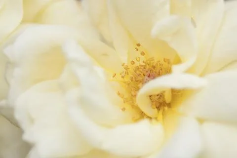 Rose dream Stock Photos