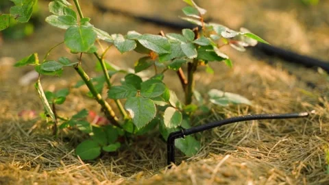 Rose with drip irrigation, close-up. Smooth parallax around the rose in the rose Stock-Footage 318438500