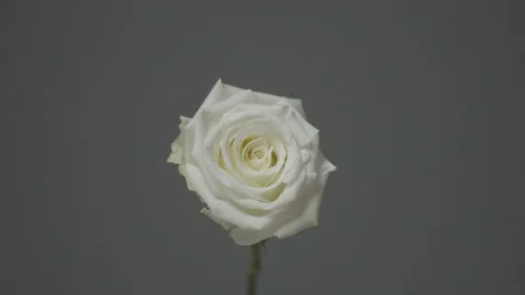 Rose dripped with black paint Video stock 87765512