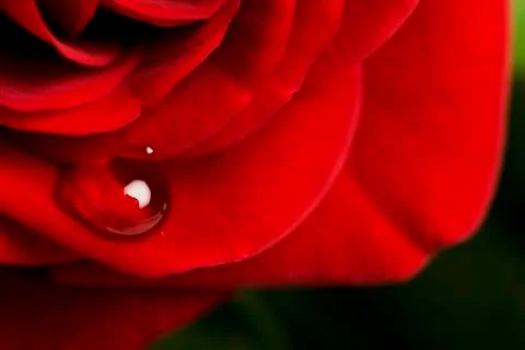 Rose drop Stock Photos