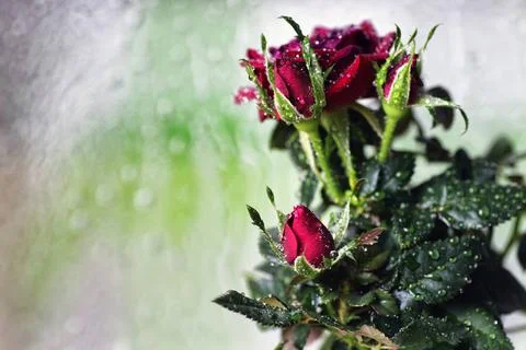 Rose drop pot macro cute little shrub rose in a tiny pot gift for holiday ... Stock Photos
