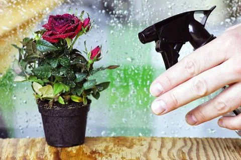Rose drop pot macro cute little shrub rose in a tiny pot gift for holiday ... Stock Photos