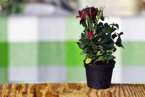 Rose drop pot macro cute little shrub rose in a tiny pot gift for holiday ... Stock Photos