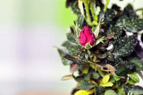 Rose drop pot macro cute little shrub rose in a tiny pot gift for holiday ... Stock Photos