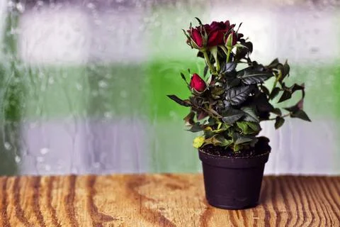 Rose drop pot macro cute little shrub rose in a tiny pot gift for holiday ... Stock Photos
