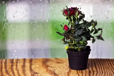 Rose drop pot macro cute little shrub rose in a tiny pot gift for holiday ... Stock Photos