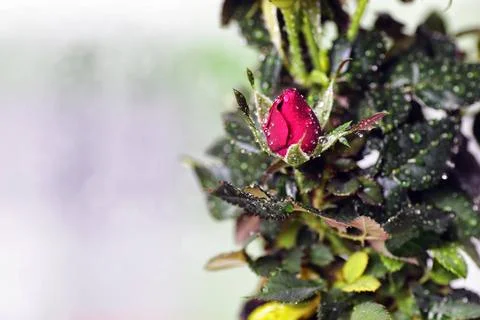Rose drop pot macro cute little shrub rose in a tiny pot gift for holiday ... Stock Photos