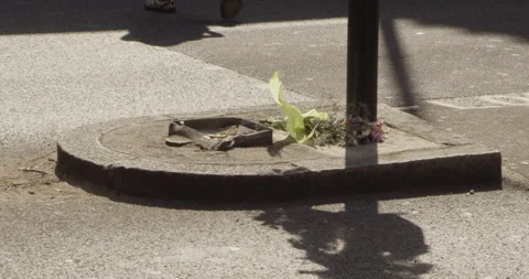 Rose dropped on the floor Stock Footage 152477336