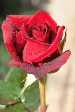 Rose with drops of dew Stock Photos
