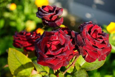 Rose in drops of dew Stock Photos