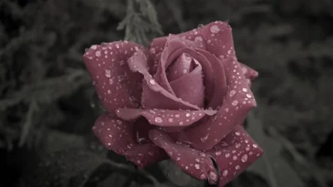 Rose with drops large picture Stock Footage 159133203