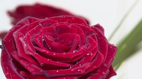 Rose in drops of water Video stock 62071666