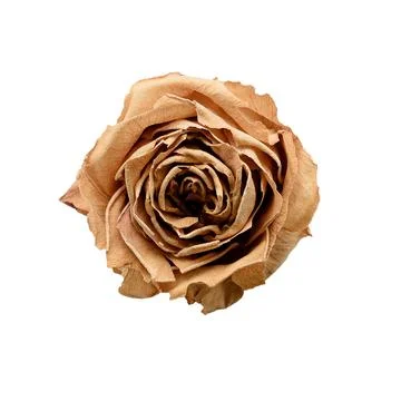 Rose dry on transparent background for insertion Stock Photos