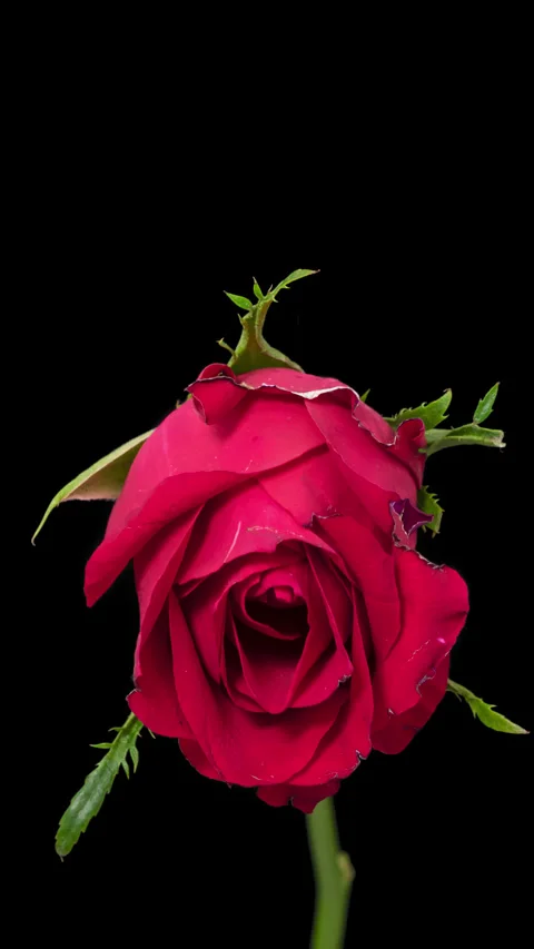 Rose dying timelapse on pure black Stockbeeldmateriaal 333635667