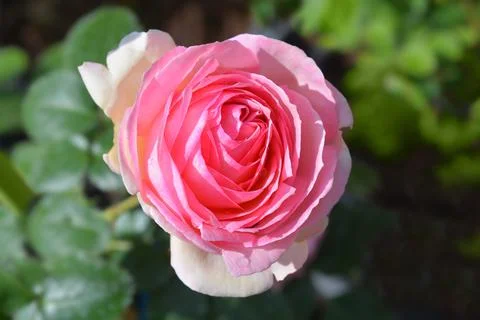 Rose Eden Stock Photos