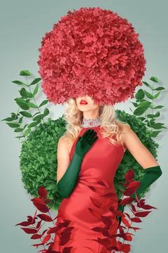 Rose Elegance Stock Photos