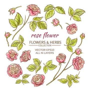 Rose elements vector set Stock Illustration