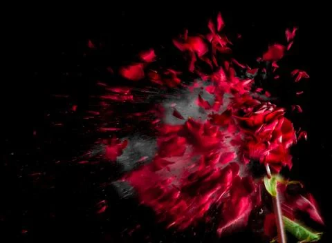 Rose Exploded Stock Photos