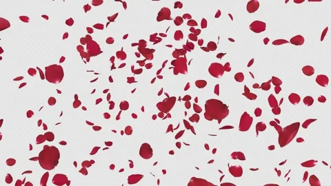 Rose Explosion on Alpha Stock Footage 287412689