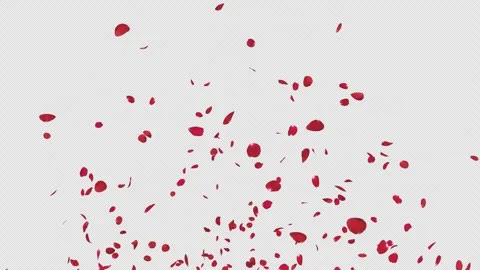 Rose Explosion on Alpha Stock Footage 297341938