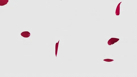 Rose fall on Alpha Channel Stock Footage 249146163