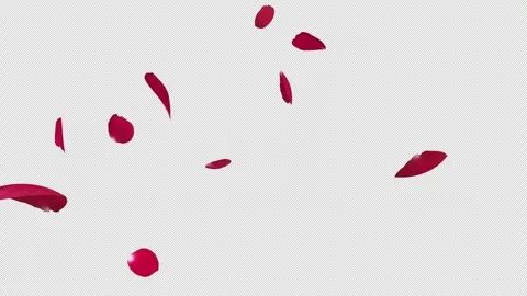 Rose fall on Alpha Channel Loop Stock Footage 246353602