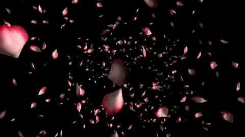 Rose fall Video stock 128696